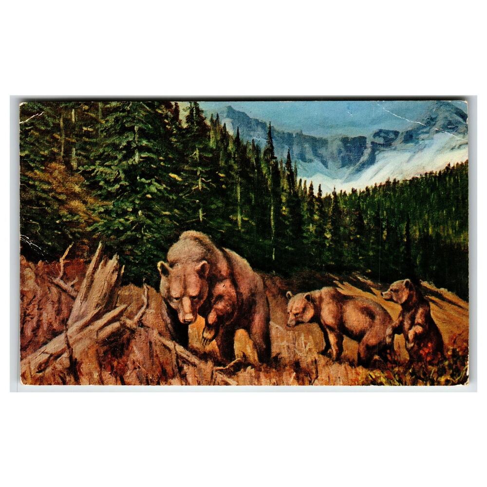 Grizzly Bear & Cubs "Wilderness Queen" Postcard 1961 Mike Roberts Art